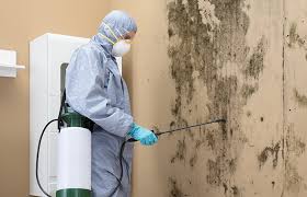 Best Real Estate Mold Inspection  in Port Jervis, NY